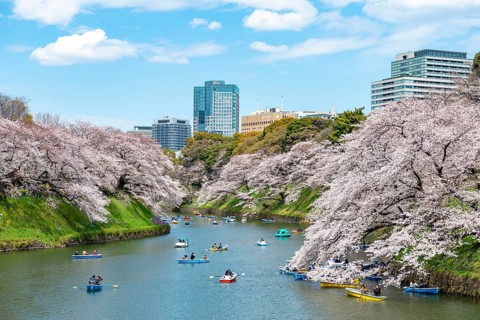 Chidorigafuchi Canal with rowing boats, blooming cherry trees on the shore, castle moat, Japanese