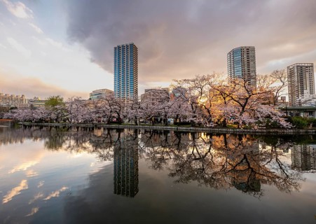 Skyscrapers reflected in lake at sunset, Shinobazu pond, lakeside cherry blossoms in spring, Hanami