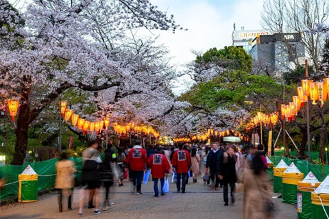People walking through the park, blooming cherry trees and illuminated lanterns with Japanese