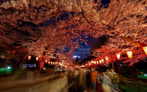 People walking through the park, blooming cherry trees and illuminated lanterns with Japanese