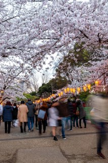 People walking through the park, blooming cherry trees and illuminated lanterns with Japanese