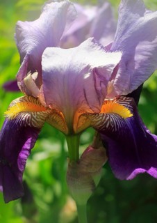 German Lily Hybrid (Iris germanica x hybrid), Flower, North Rhine-Westphalia, Germany
