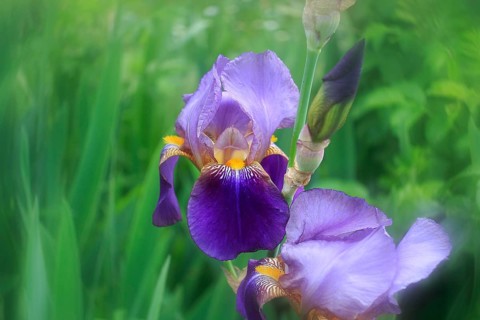 German Lily Hybrid (Iris germanica x hybrid), Flower, North Rhine-Westphalia, Germany