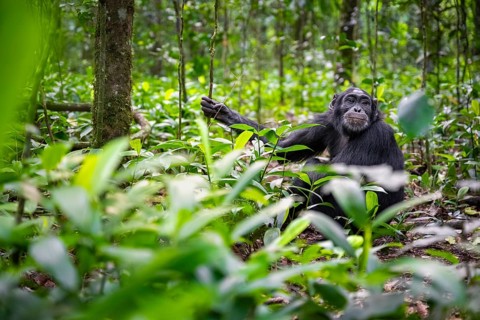 Chimpanzee (Pan Troglodytes) among green leaves, adult male among leaves in the jungle, Kibale