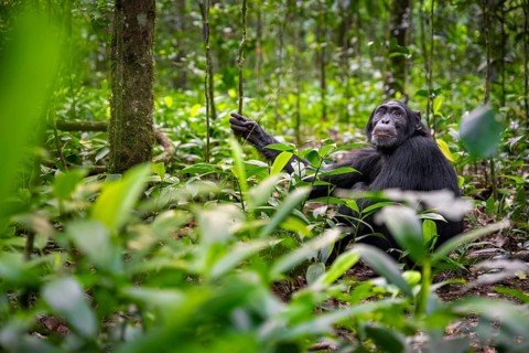 Chimpanzee (Pan Troglodytes), adult male among leaves in the jungle, Kibale National Park, Uganda
