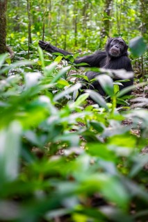 Chimpanzee (Pan Troglodytes) among green leaves, adult male among leaves in the jungle, Kibale
