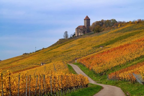 Trail through vineyards, Weinbergstraße, Lichtenberg Castle, Oberstenfeld, Bottwartal, Löwensteiner