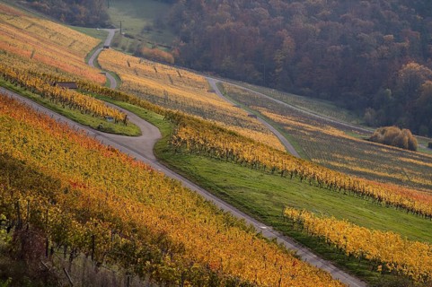 Vineyard, vines, grapevines, viticulture, graphic, Oberstenfeld, Bottwartal, Löwensteiner