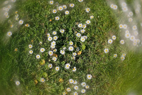Daisy (Bellis perennis) seen from above in a meadow with alienation, North Rhine-Westphalia,
