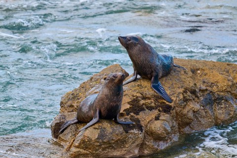 Seals on a rock surrounded by flowing water, New Zealand fur seal (Arctocephalus forsteri), Shag