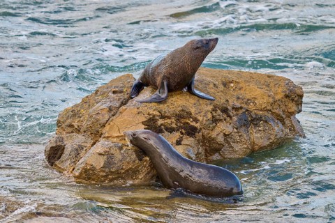 A seal sits on a rock, another in the water next to it, New Zealand fur seal (Arctocephalus
