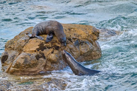 A seal in water approaches one on a rock, New Zealand fur seal (Arctocephalus forsteri), Shag Point