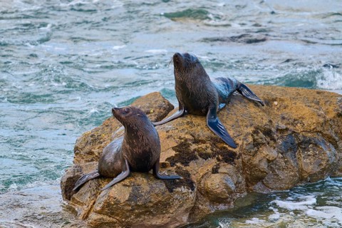 Two seals sitting on a rock at the edge of a flowing river, New Zealand fur seal (Arctocephalus
