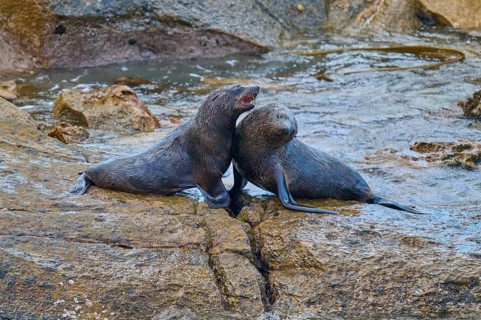 A pair of seals tenderly lean together on a rock, New Zealand fur seal (Arctocephalus forsteri),