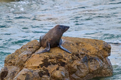 A seal rests on a brown rock in water surrounded by waves, New Zealand fur seal (Arctocephalus