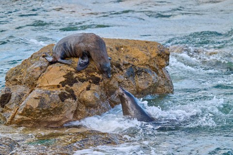 A seal on a rock observes another in water, New Zealand fur seal (Arctocephalus forsteri), Shag