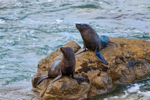 Seals on a rocky outcrop next to a flowing stream, New Zealand fur seal (Arctocephalus forsteri),