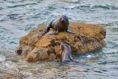 A seal on a rock bends towards one in water, New Zealand fur seal (Arctocephalus forsteri), Shag