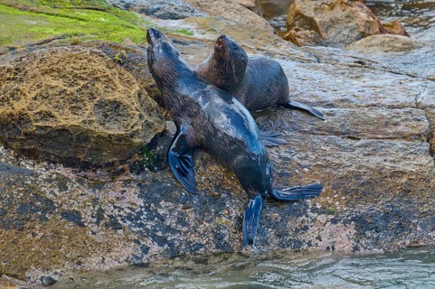 Two seals rest on a rock on the shore with water in the background, New Zealand fur seal