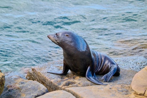A single seal sits relaxing on a rock by the water, New Zealand fur seal (Arctocephalus forsteri),