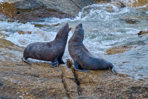 Two seals rest on a rock next to flowing water, New Zealand fur seal (Arctocephalus forsteri), Shag