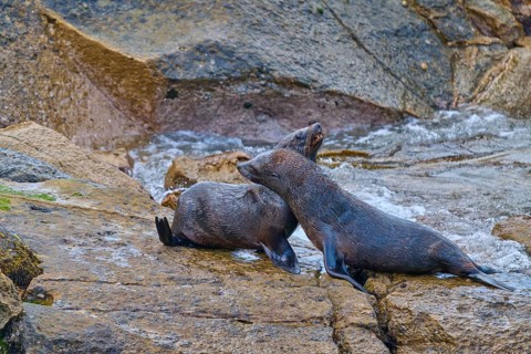 Two seals resting on a rock surrounded by water, New Zealand fur seal (Arctocephalus forsteri),