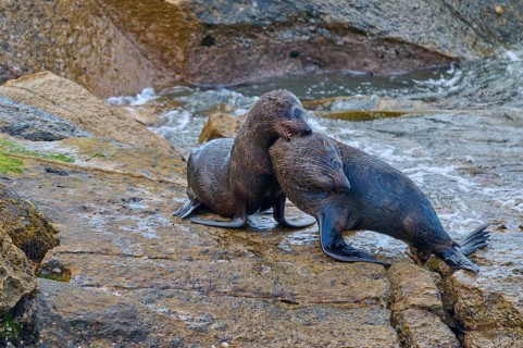 Two seals hug each other tenderly on a rocky ground, New Zealand fur seal (Arctocephalus forsteri),