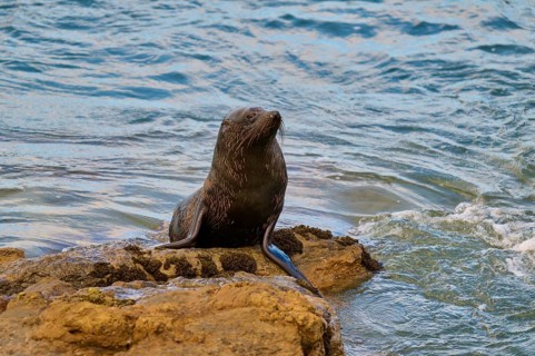 A seal sits quietly on a rock in water, New Zealand fur seal (Arctocephalus forsteri), Shag Point