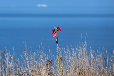 Red-blooming mallow (Malva) on the Baltic Sea, Ahrenshoop, Darß, Mecklenburg-Western Pomerania,