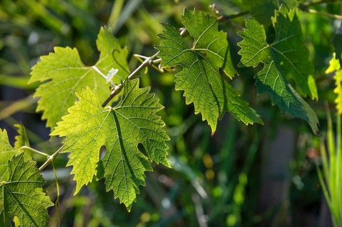 Grape leaves (Vitis vinifera var.) in backlight, Bavaria, Germany
