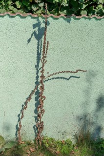 Dried large flowered mullein (Verbascum densiflorum) with shadows cast on a wall, Darß,
