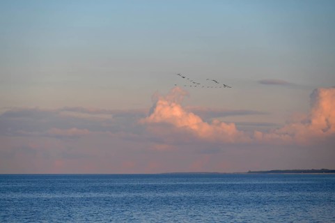 Migrating cranes (wildebeest) in the evening light over the Baltic Sea, Darß, Mecklenburg-Western