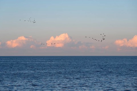 Flying cranes (Grus grus) over the Baltic Sea in evening light, Darß, Mecklenburg-Western