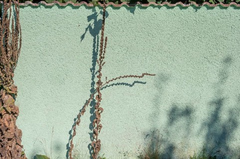 Dried large flowered mullein (Verbascum densiflorum) with shadows cast on a wall, Darß,
