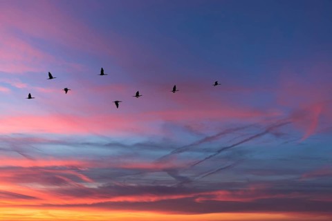 Migrating cranes (wildebeest) in the red evening sky over the Baltic Sea, Darß, Mecklenburg-Western