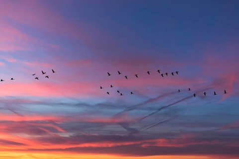 Flying cranes (Grus grus) in the evening sky, Darß, Mecklenburg-Western Pomerania, Germany