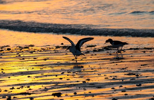 Two oystercatchers (Haematopus ostralegus), juvenile, adult, walk in a row across a wet beach at