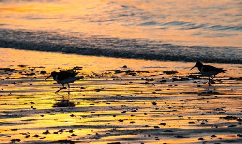 Two oystercatchers (Haematopus ostralegus), juvenile and adult, walk one after the other at sunset