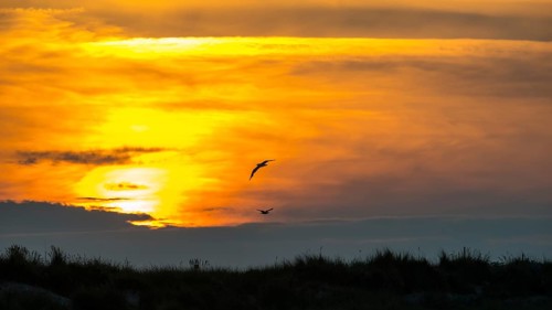 Two herring gulls (Larus fuscus) fly over a landscape, dunes with beach oats (Ammophila), fiery,