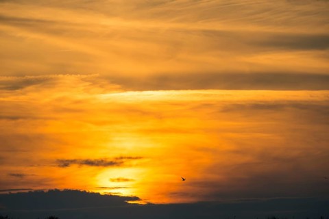 Herring gull (Larus fuscus) flies, fiery, colorful, atmospheric sunset with cloud bank,