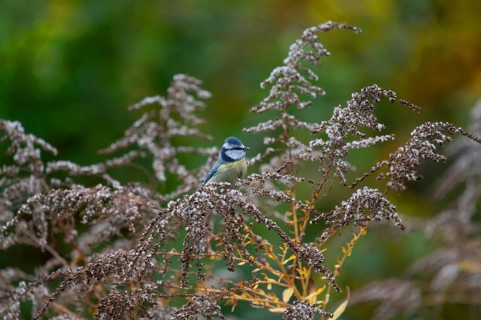 Blue tit (Cyanistes caeruleusan) on a withered Canadian goldenrod (Solidago canadensis), Bavaria,