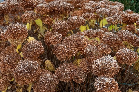 Faded hydrangea (Hydrangea), Bavaria, Germany