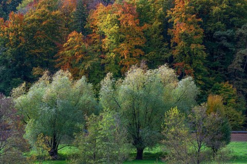 Willow trees (Salix) and mixed herbal forest, Egloffstein, Franconian Switzerland, Upper Franconia,