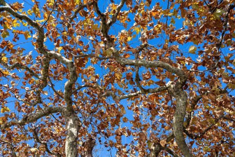 Roof plane trees with autumn vegetation near Radolfzell am Lake Constance, Konstanz district,