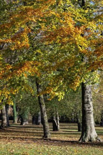 Autumn-colored deciduous trees in Mettnaupark, Mettnau peninsula, Radolfzell am Lake Constance,