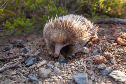 An echidna searches for food and rummages through the ground along the path at sunset. Warm light