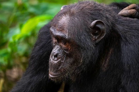Chimpanzee (Pan Troglodytes), animal portrait, male grooming in the jungle, Kibale National Park,