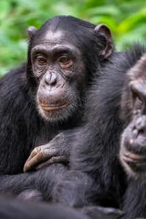 Chimpanzee (Pan Troglodytes), sad animal portrait, male in jungle, Kibale National Park, Uganda