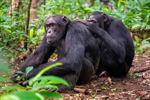 Two chimpanzees (Pan Troglodytes), adult male spawning, grooming in the jungle, Kibale National