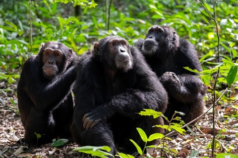 Three chimpanzees (Pan Troglodytes), adult male spawning, grooming in the jungle, Kibale National